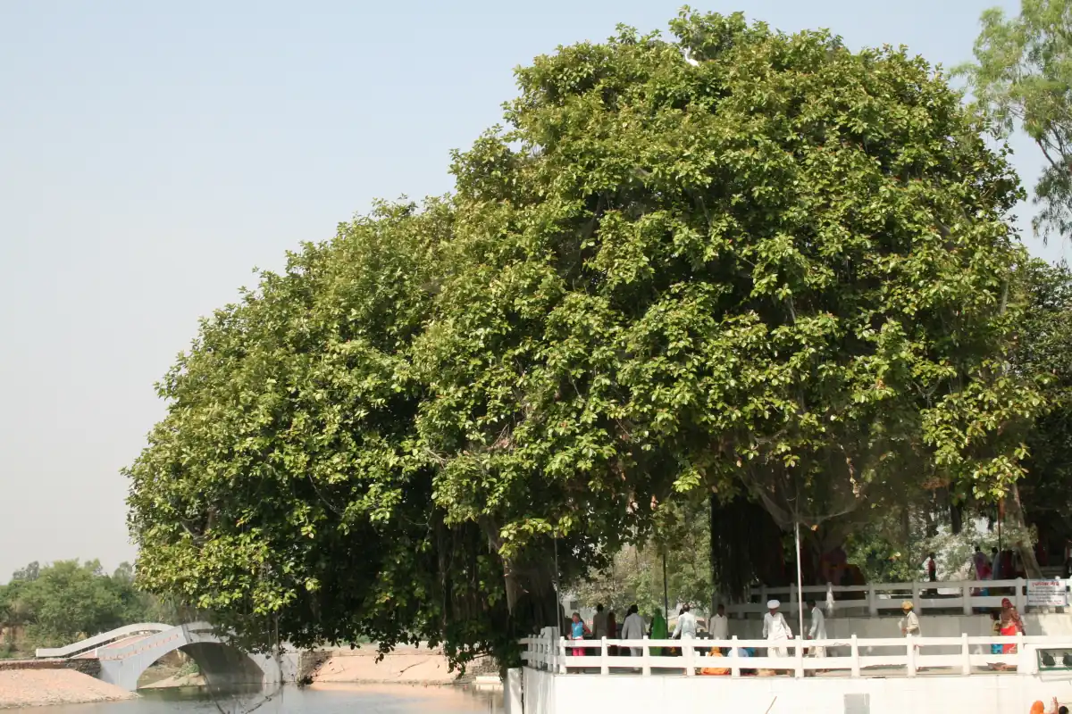A spreading banyan tree above a white railed platform at Jyotisar in Kurukshetra district, Haryana